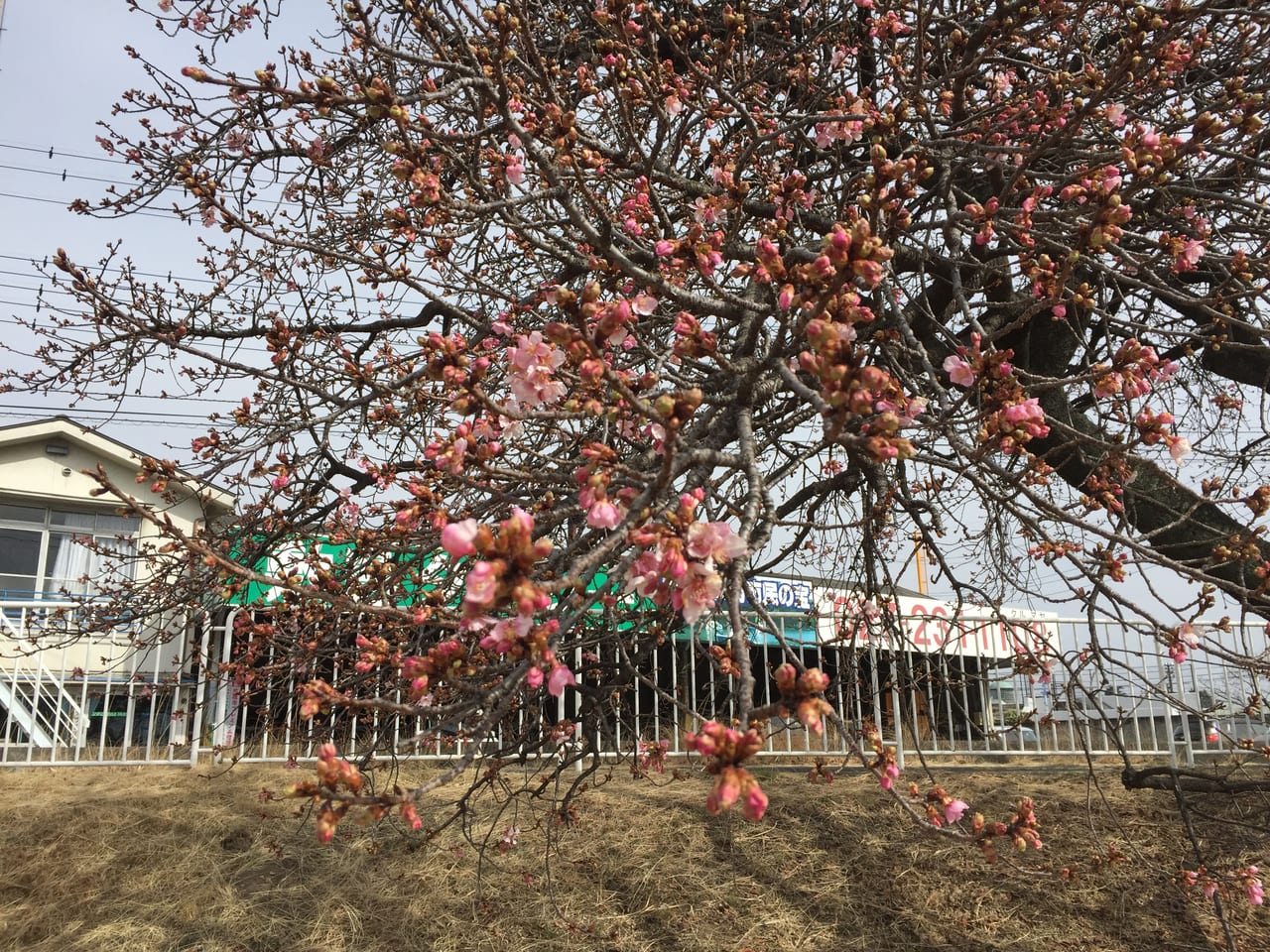 国体道路河津桜