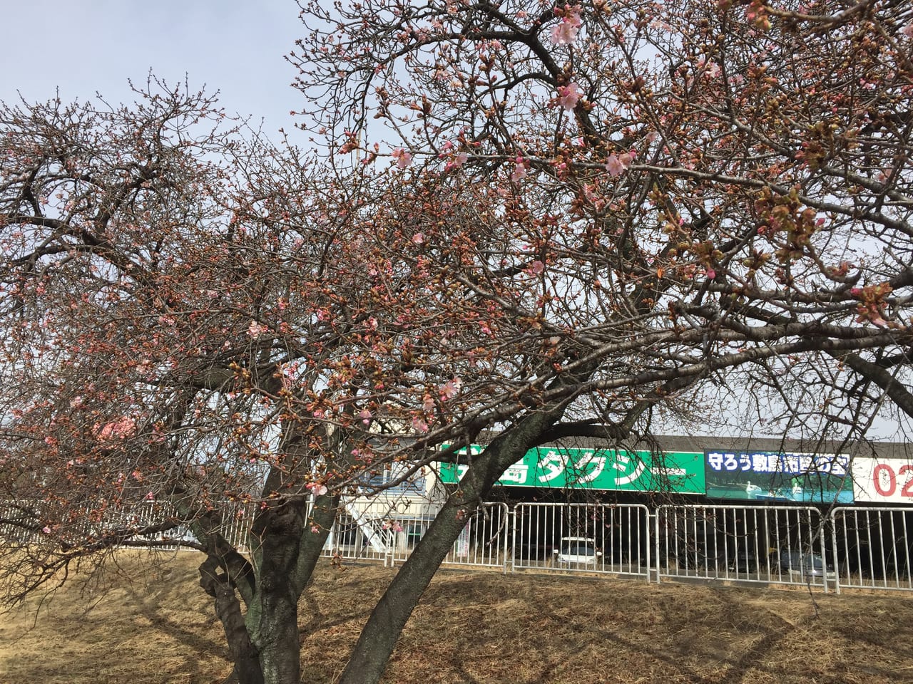 国体道路河津桜