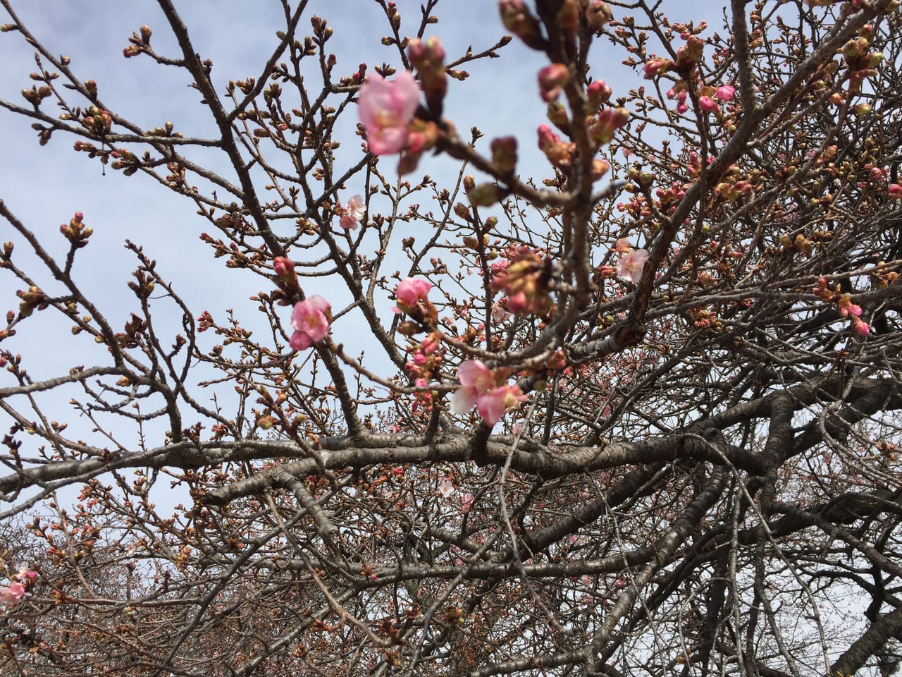 国体道路河津桜