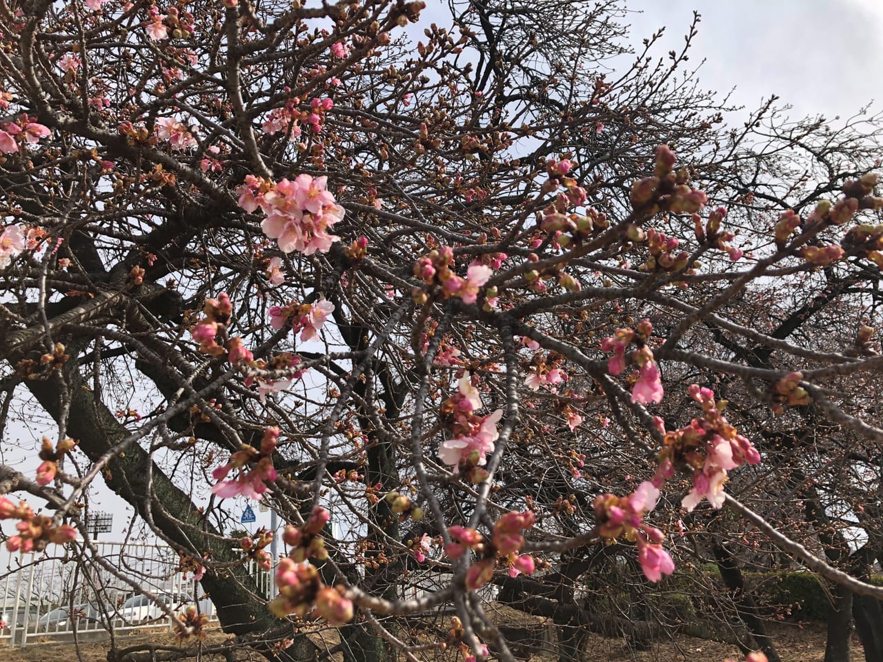 国体道路河津桜