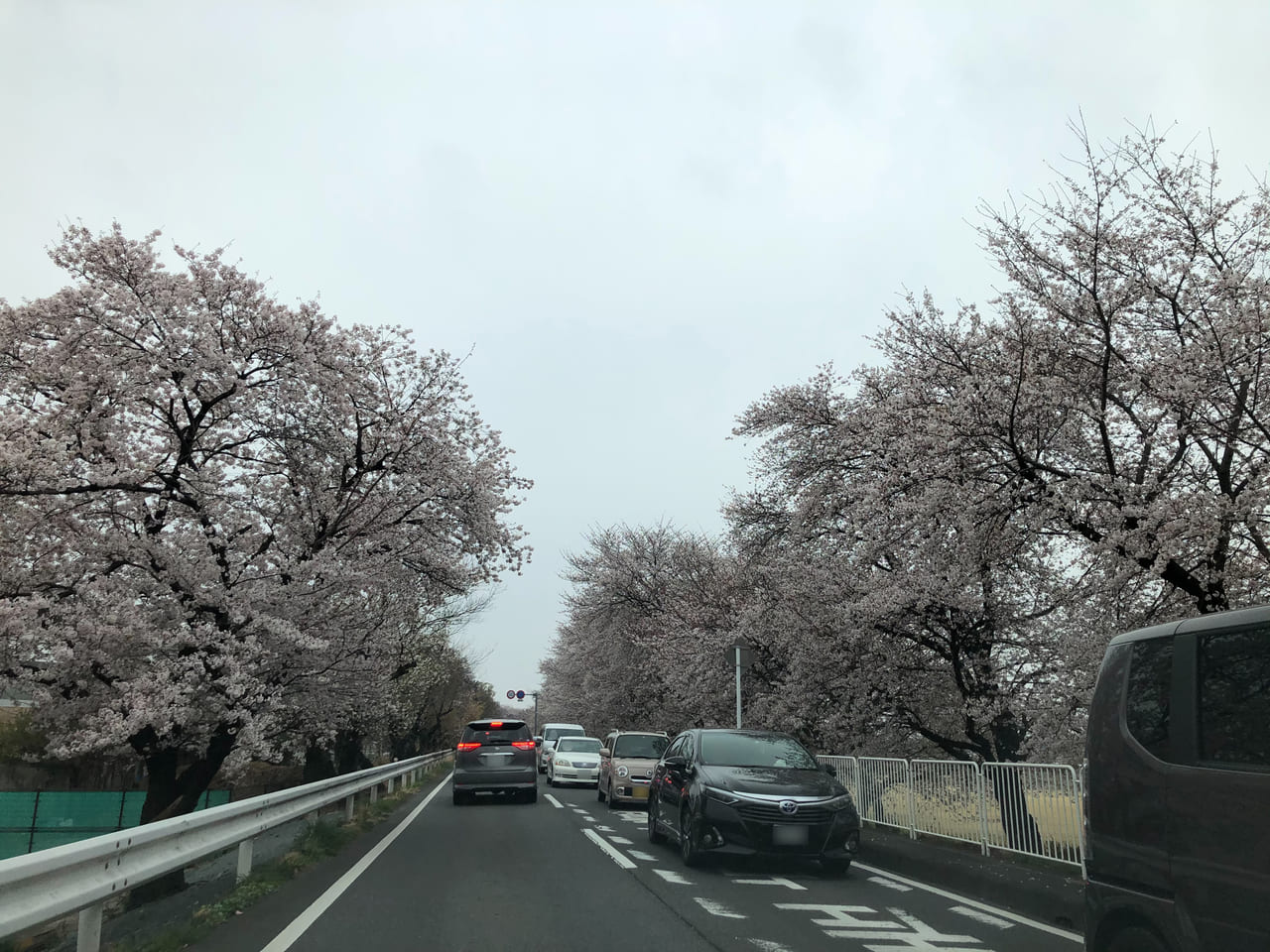 国体道路満開桜