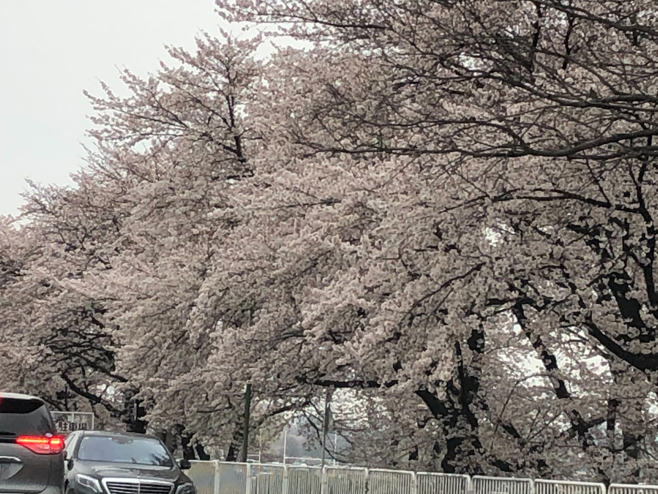 国体道路満開桜