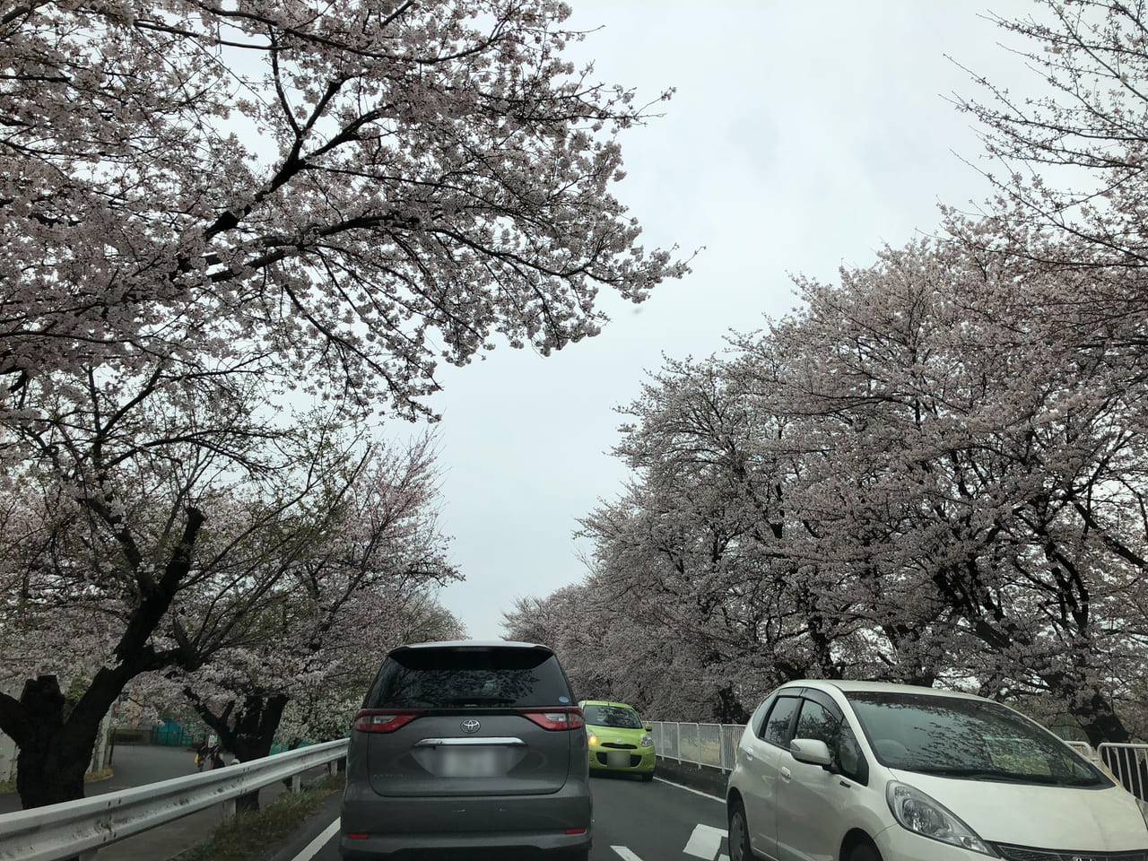 国体道路満開桜
