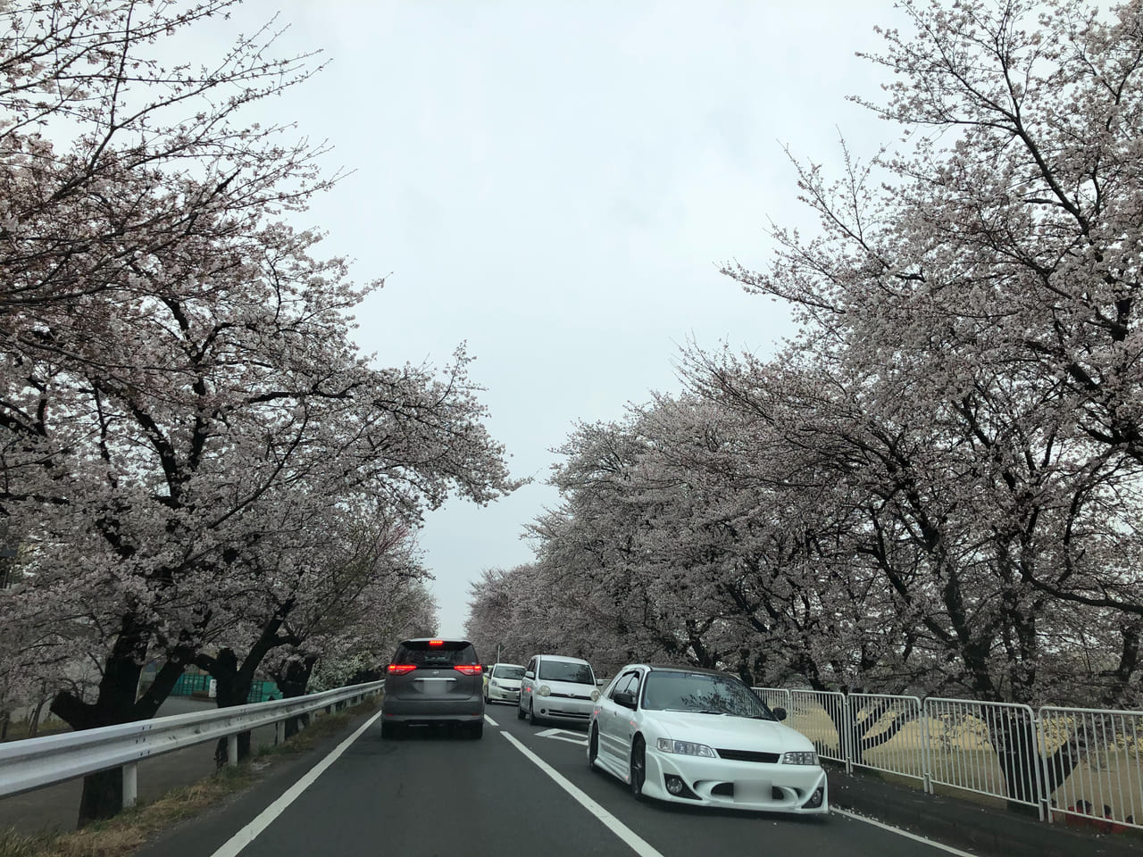 国体道路満開桜