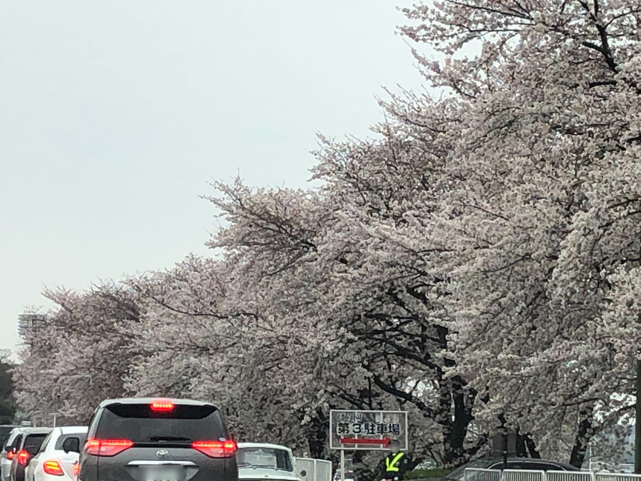 国体道路満開桜