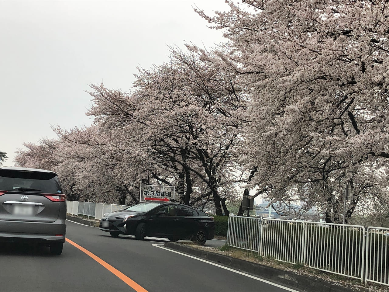 国体道路満開桜