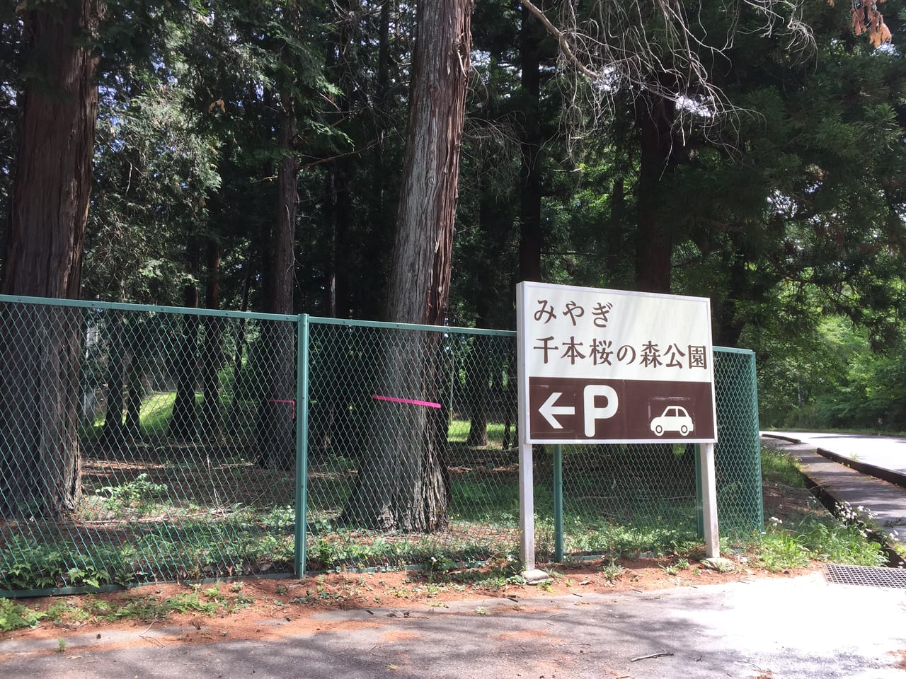 みやぎ千本桜の森公園