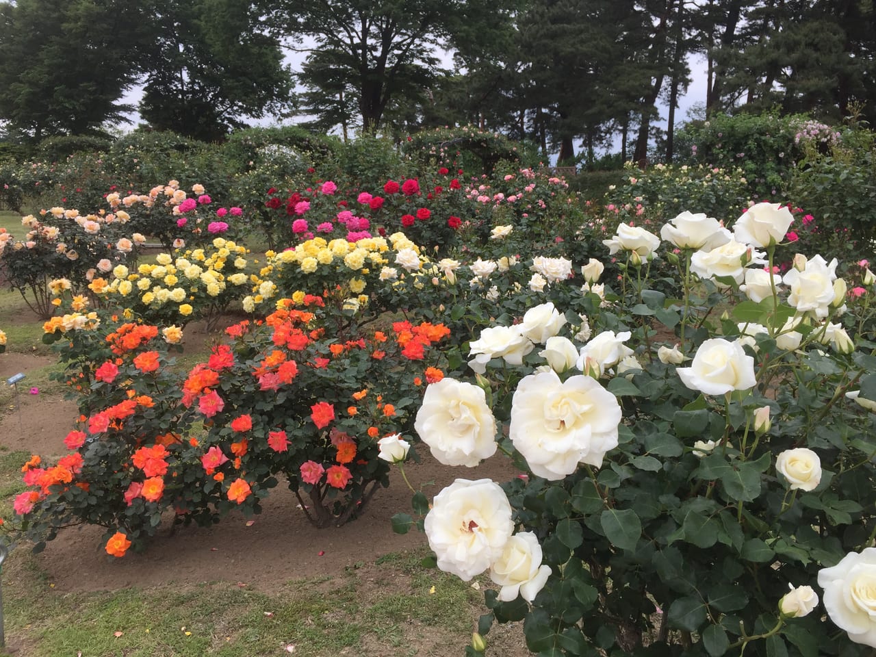 門倉テクノばら園