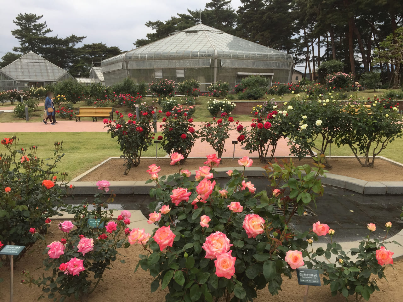 門倉テクノばら園