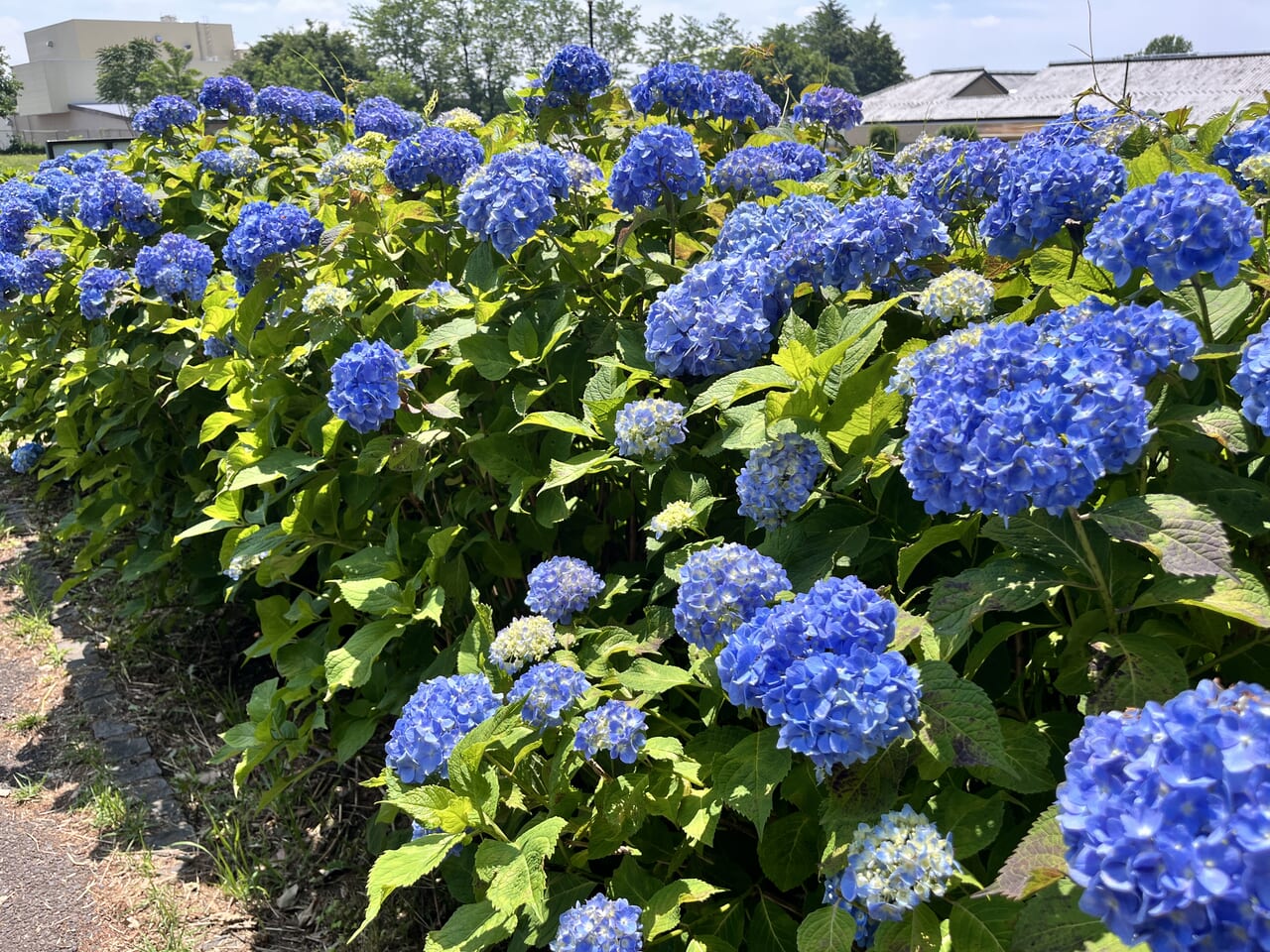 「環境システム荻窪公園」のアジサイの様子