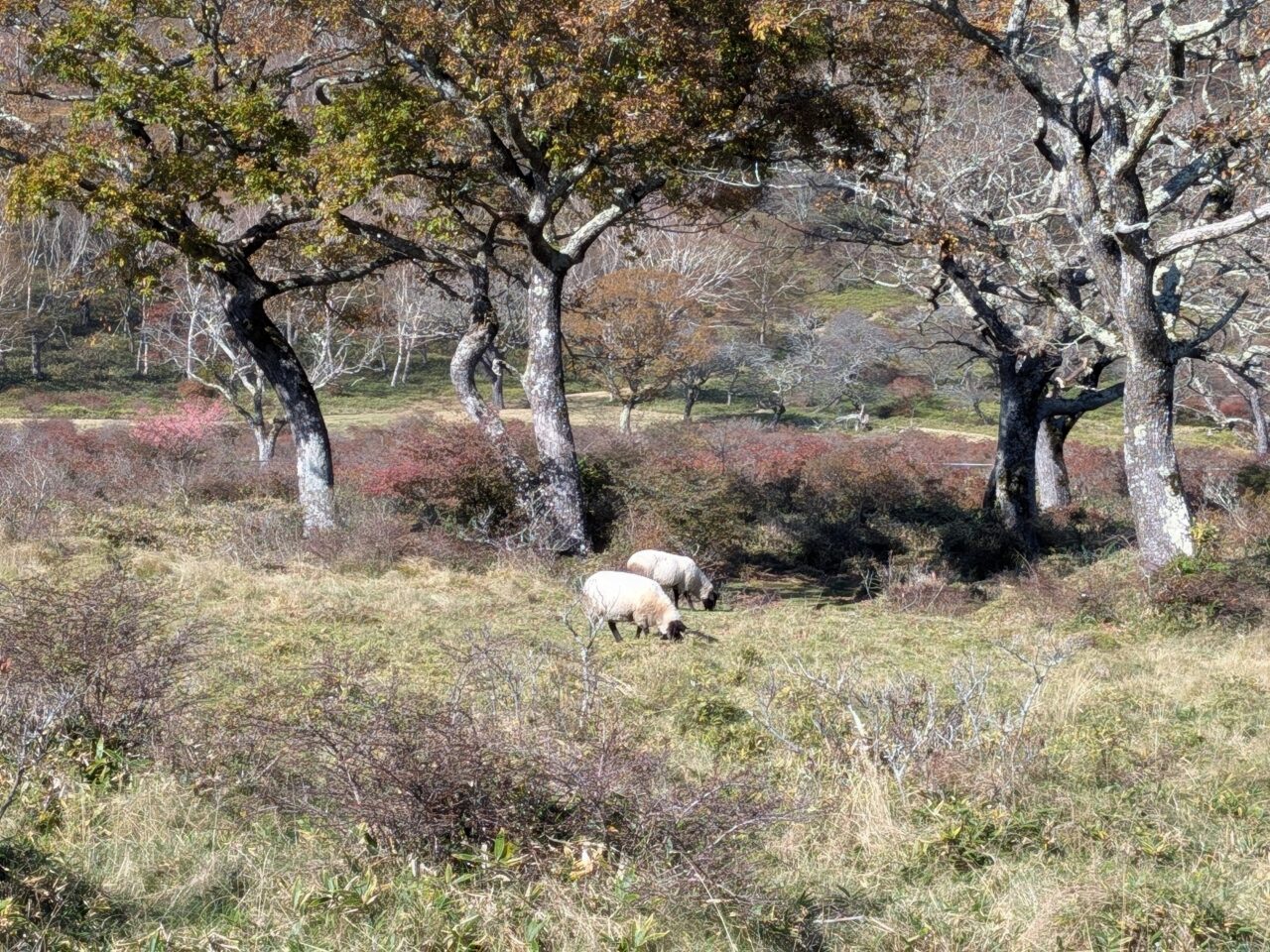 2026/10/18赤城山白樺牧場の羊を撮影