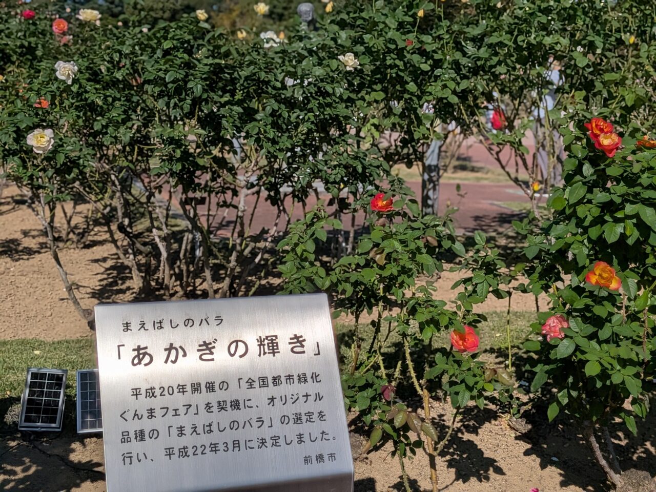 2026/10/17バラ園内で咲いている前橋のバラ「あかぎの輝き」を撮影